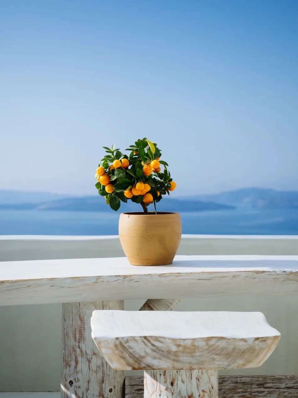 Small orange citrus tree in terracotta pot on a Greek island balcony overlooking the Aegean Sea — Mediterranean atmosphere